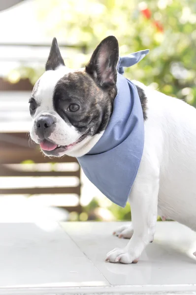 Un bouledogue français distrait — Photo