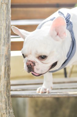 dalgın Fransız buldozer