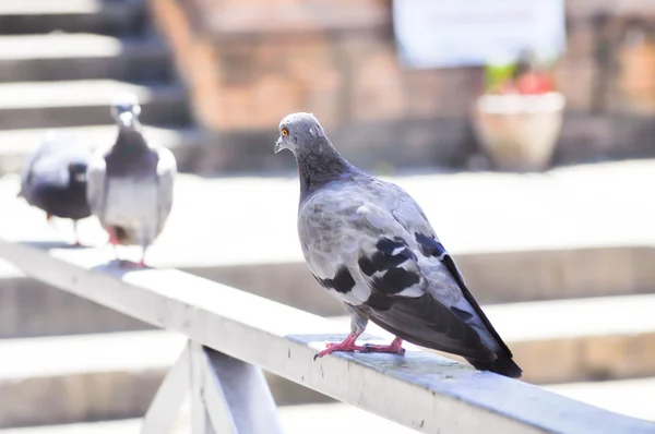 Çite güvercinler — Stok fotoğraf
