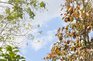 tree and sky background