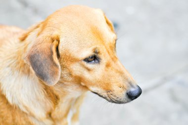 yerde sokak köpeği