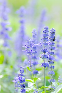 Mavi Ada çayı çiçek