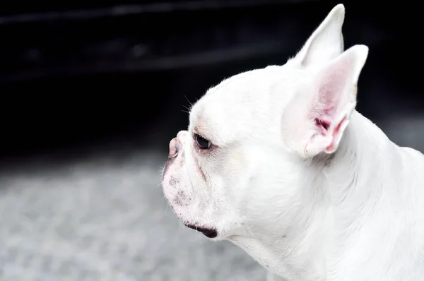 French bulldog on the floor — Stock Photo, Image