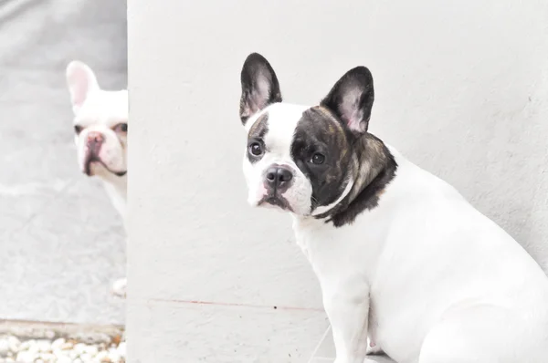 Az emeleten két francia bulldog — Stock Fotó