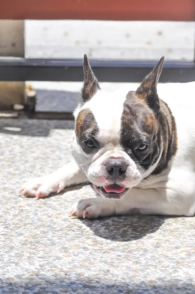 Bulldog francés en el suelo —  Fotos de Stock