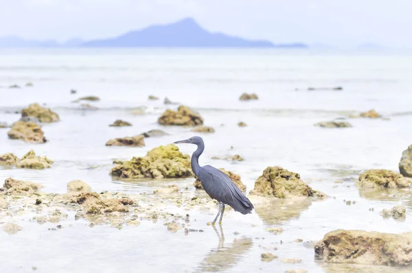 Arrecife del Pacífico Garceta o ave sacra Egretta — Foto de Stock