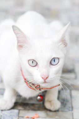 kedi kameraya bakıyor