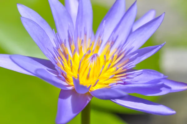 Florescent purple lotus — Stock Photo, Image