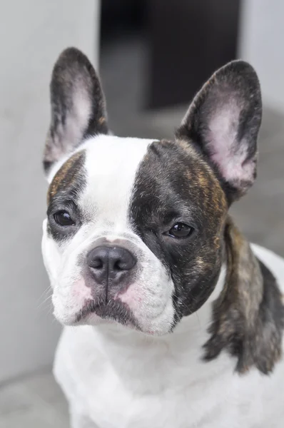 Zerstreute französische Bulldogge oder französische Bulldogge — Stockfoto