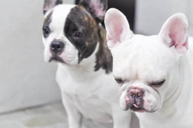 dalgın Fransız buldozer veya iki Fransız buldozer