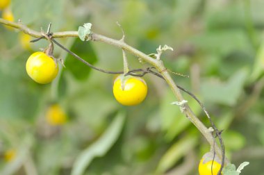 Roach berry veya bahçede Hollandalı patlıcan horoz