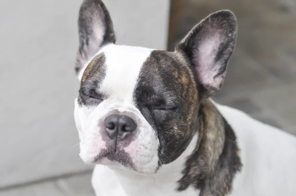 Dormir francés bulldog en casa —  Fotos de Stock