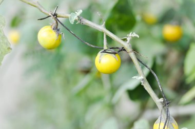 Roach berry veya bahçede Hollandalı patlıcan horoz