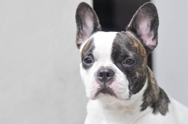dalgın Fransız bulldog veya Fransız buldozer