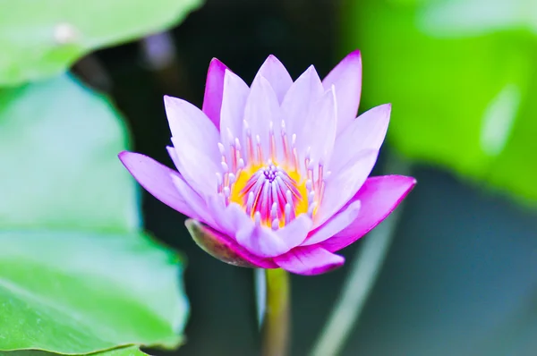 Purple lotus in the pond — Stock Photo, Image
