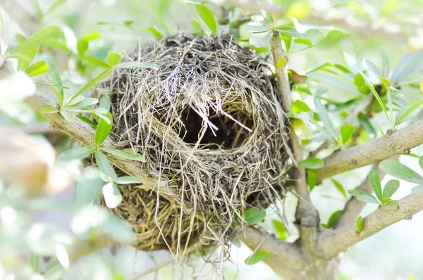 Het nest van de vogel op terminalia ivoriensis — Stockfoto