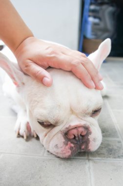 Birisi bir köpek groping