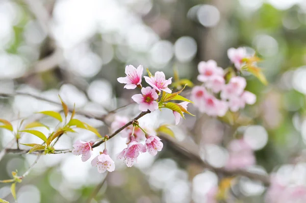 Wild Himalayan Cherry or Wild Himalayan flower — Stock Photo, Image