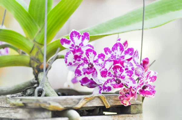 Rhynchostylis gigantea або квітка орхідеї — стокове фото