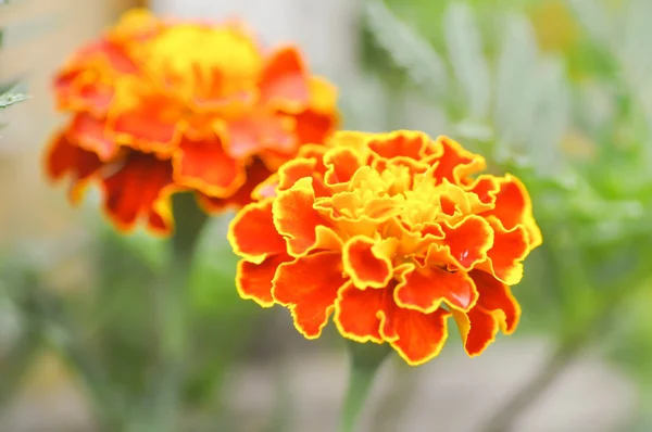 Kadife çiçeği veya calendula çiçek — Stok fotoğraf