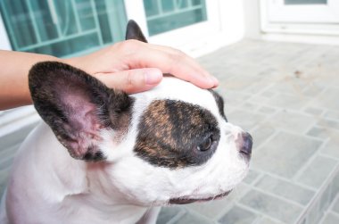 Birisi bir köpek, köpek kör bir arayış