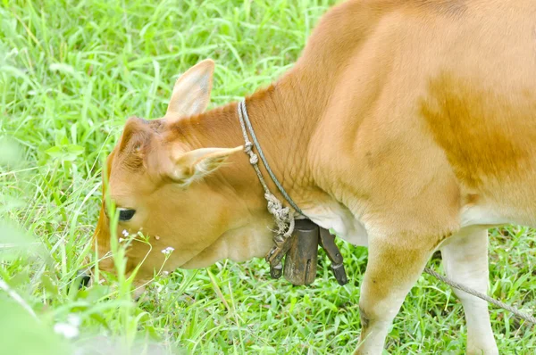 Vache brune sur le champ vert — Photo