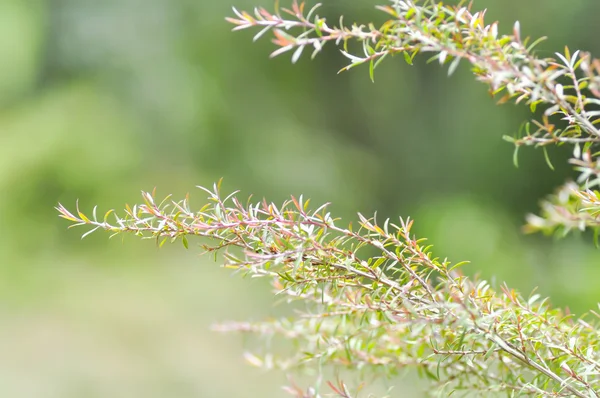 Melaleuca bracteata oder Trauerweide — Stockfoto