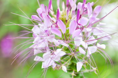 bahçede örümcek çiçek