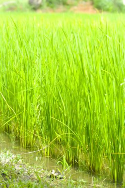 Paddy alan veya pirinç alan 