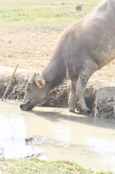 Ein Büffel trinkt etwas Wasser — Stockfoto