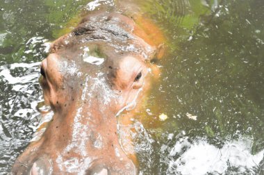  Gölette su aygırı var.