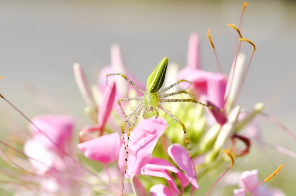 Araignée sur la fleur d'araignée — Photo