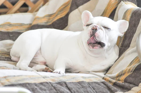 Bocejo buldogue francês ou cão sonolento — Fotografia de Stock