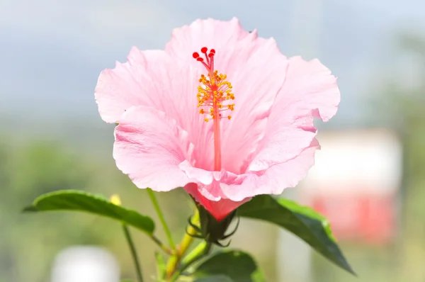 中国玫瑰, 芙蓉或鞋花 — 图库照片