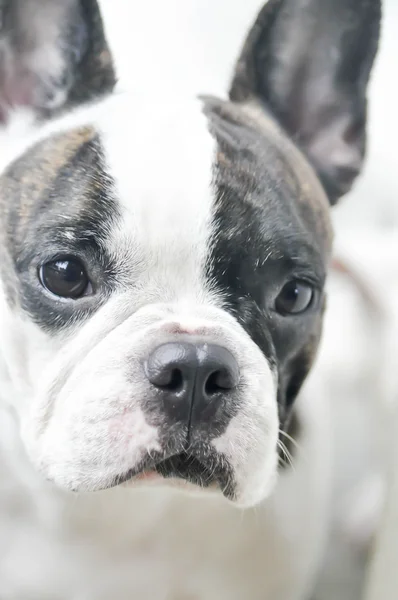 Franse bulldog's gezicht op onscherpte achtergrond — Stockfoto