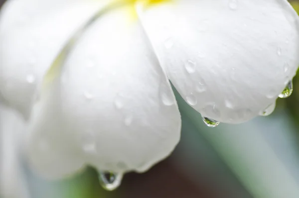 Капля росы на цветке плюмерии — стоковое фото