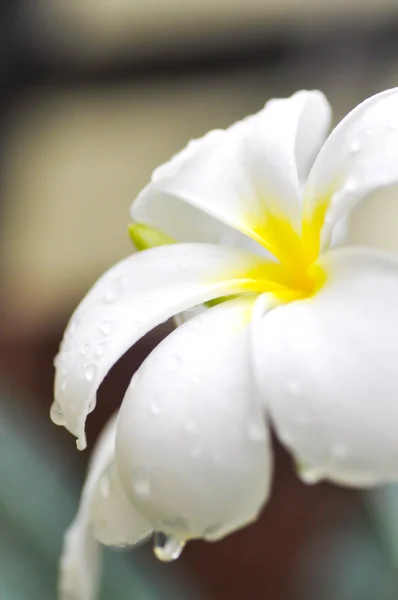 Dew drop on plumeria  or pagoda tree in blur background — Stock Photo, Image