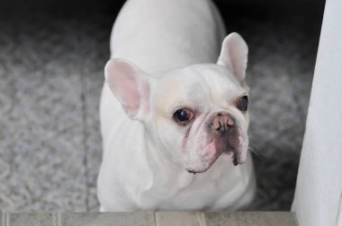 Köpek, beyaz köpek ya da beyaz Fransız bulldog.