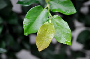Ficus pumila ya da tırmanan incir, yaprakların üzerine çiy damlası