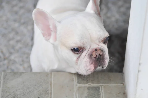 Cane Cane Bianco Bulldog Bianco Francese — Foto Stock