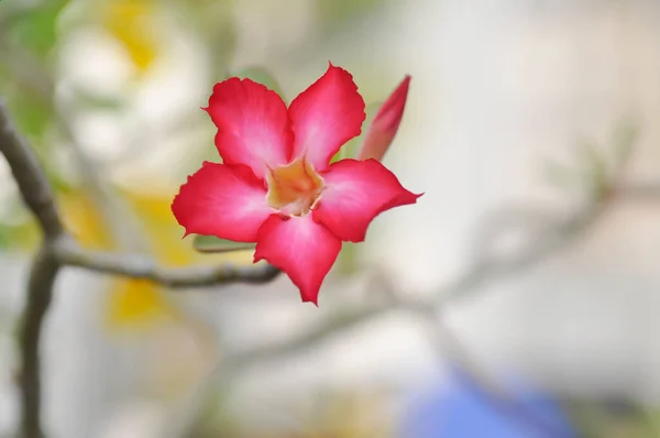 Rosa Del Desierto Lirio Impala Flor Adenio — Foto de Stock