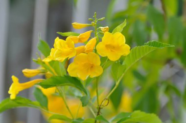 Trompet sarmaşığı, sarı çan ya da sarı yaşlı çiçek
