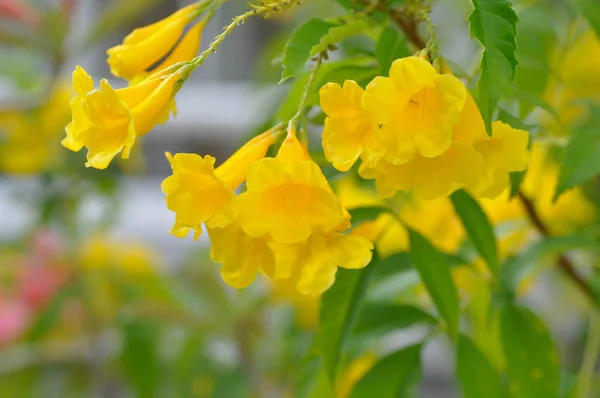 Trumpet Vine Yellow Yellow Bell Yellow Elder Flower — Stock Photo, Image