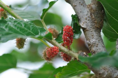 dut, Hindistan dut bitkisi veya dut bitkisi