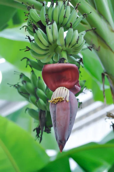 banana or banana plant, banana tree or Banana blossom, Cultivated Banana