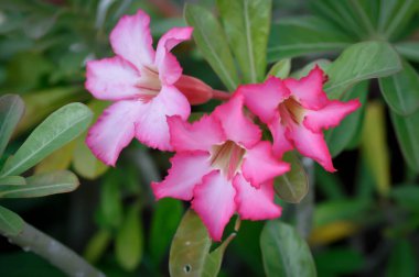 Çöl gülü, zambak ya da adenyum obesum çiçeği.