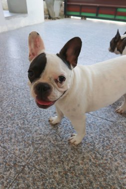 Genç köpek, genç Fransız bulldog, dalgın Fransız bulldog ya da Fransız bulldog