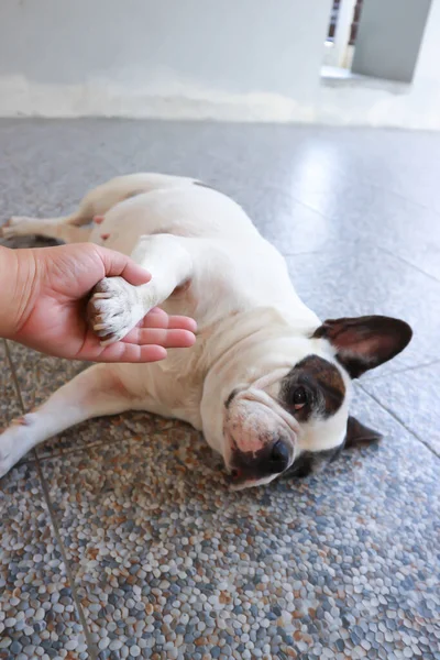 Frånvarande Fransk Bulldogg Eller Fransk Bulldogg Tam Hund — Stockfoto