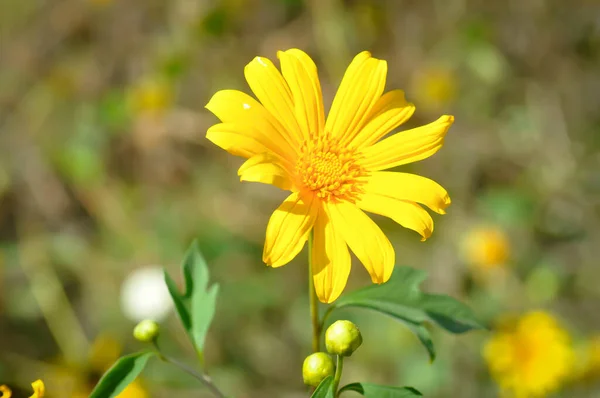 Meksykańskie Zioło Słonecznika Tithonia Divesifolia Kwiat — Zdjęcie stockowe