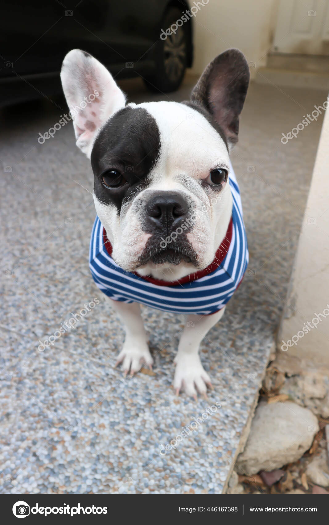 How Do You Know If Your Dog Is Cross Eyed